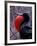 Magnificent Frigatebird, Galapagos Islands, Ecuador-Gavriel Jecan-Framed Photographic Print