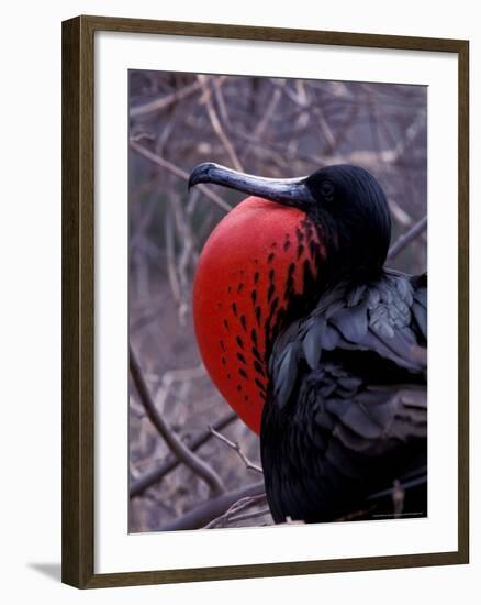 Magnificent Frigatebird, Galapagos Islands, Ecuador-Gavriel Jecan-Framed Photographic Print