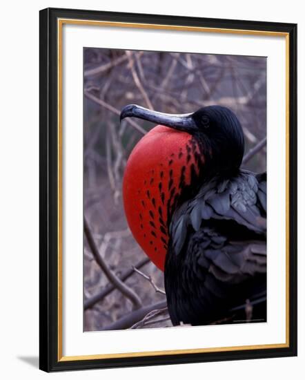 Magnificent Frigatebird, Galapagos Islands, Ecuador-Gavriel Jecan-Framed Photographic Print