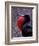 Magnificent Frigatebird, Galapagos Islands, Ecuador-Gavriel Jecan-Framed Premium Photographic Print