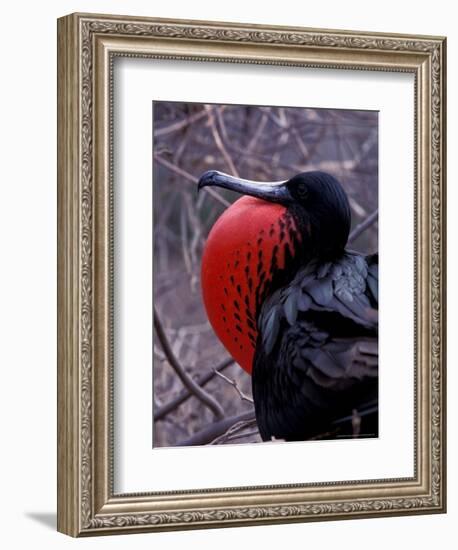 Magnificent Frigatebird, Galapagos Islands, Ecuador-Gavriel Jecan-Framed Premium Photographic Print