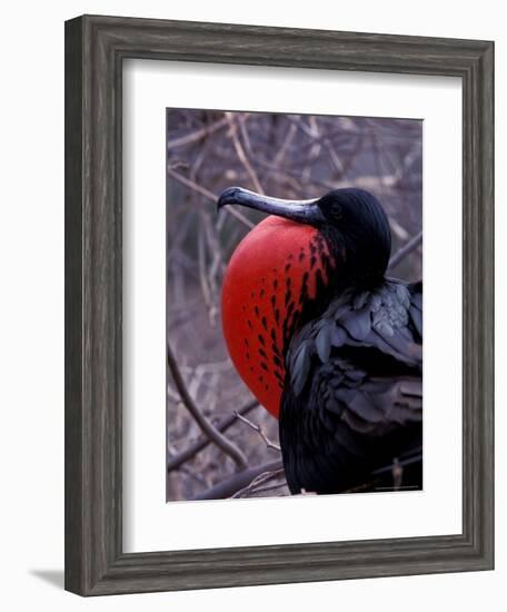 Magnificent Frigatebird, Galapagos Islands, Ecuador-Gavriel Jecan-Framed Premium Photographic Print