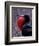 Magnificent Frigatebird, Galapagos Islands, Ecuador-Gavriel Jecan-Framed Premium Photographic Print