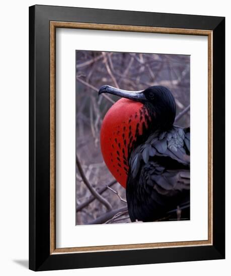 Magnificent Frigatebird, Galapagos Islands, Ecuador-Gavriel Jecan-Framed Premium Photographic Print