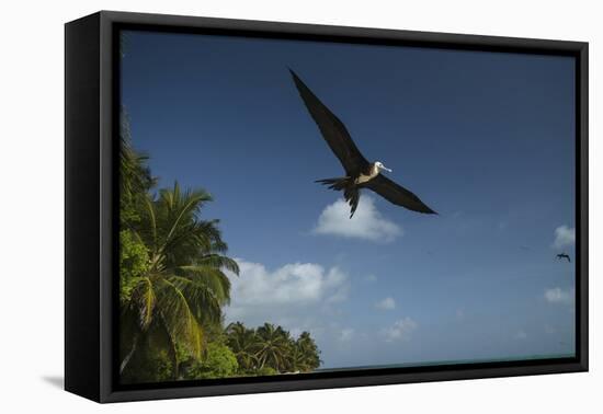 Magnificent Frigatebird, Half Moon Caye, Lighthouse Reef, Atoll, Belize-Pete Oxford-Framed Premier Image Canvas
