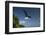 Magnificent Frigatebird, Half Moon Caye, Lighthouse Reef, Atoll, Belize-Pete Oxford-Framed Photographic Print