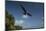 Magnificent Frigatebird, Half Moon Caye, Lighthouse Reef, Atoll, Belize-Pete Oxford-Mounted Photographic Print