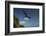 Magnificent Frigatebird, Half Moon Caye, Lighthouse Reef, Atoll, Belize-Pete Oxford-Framed Photographic Print