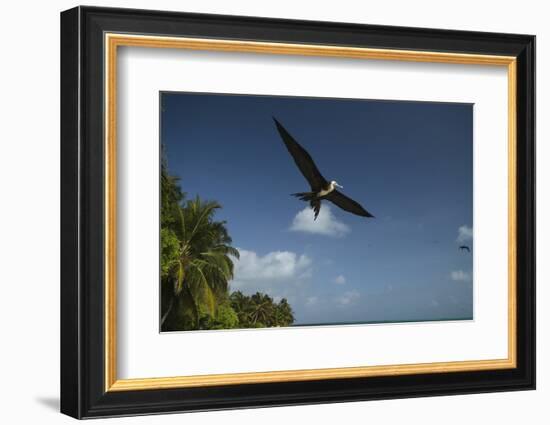 Magnificent Frigatebird, Half Moon Caye, Lighthouse Reef, Atoll, Belize-Pete Oxford-Framed Photographic Print