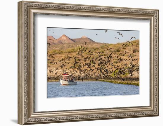 Magnificent Frigatebirds (Fregata Magnificens), San Gabriel Bay, Espiritu Santo Island-Michael Nolan-Framed Photographic Print