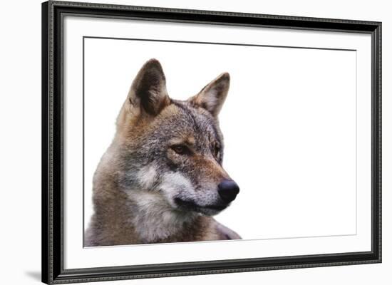 Magnificent Gaze - Pure-Staffan Widstrand-Framed Giclee Print