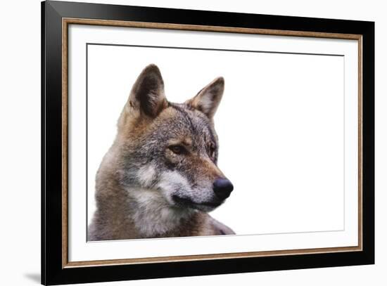 Magnificent Gaze - Pure-Staffan Widstrand-Framed Giclee Print