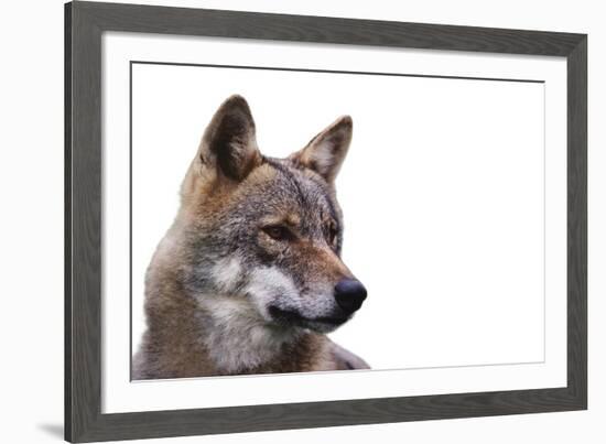 Magnificent Gaze - Pure-Staffan Widstrand-Framed Giclee Print