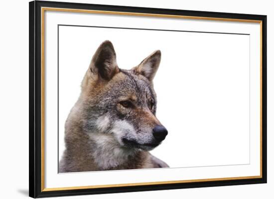 Magnificent Gaze - Pure-Staffan Widstrand-Framed Giclee Print