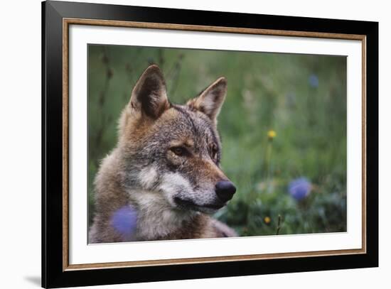 Magnificent Gaze-Staffan Widstrand-Framed Giclee Print