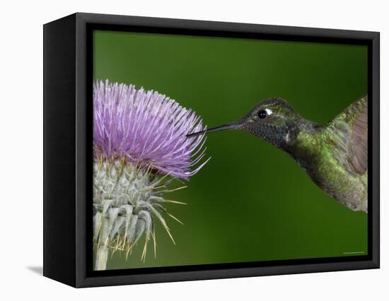 Magnificent Hummingbird, Adult Feeding on Garden Flowers, USA-Dave Watts-Framed Premier Image Canvas