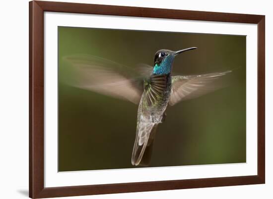 Magnificent Hummingbird (Eugenes Fulgens) Male, Flying, Milpa Alta Forest, Mexico, May-Claudio Contreras Koob-Framed Photographic Print