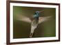 Magnificent Hummingbird (Eugenes Fulgens) Male, Flying, Milpa Alta Forest, Mexico, May-Claudio Contreras Koob-Framed Photographic Print