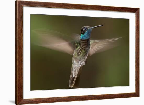 Magnificent Hummingbird (Eugenes Fulgens) Male, Flying, Milpa Alta Forest, Mexico, May-Claudio Contreras Koob-Framed Photographic Print