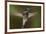 Magnificent Hummingbird (Eugenes Fulgens) Male, Flying, Milpa Alta Forest, Mexico, May-Claudio Contreras Koob-Framed Photographic Print