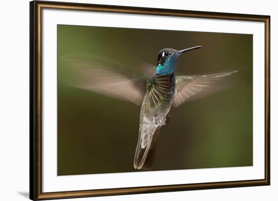 Magnificent Hummingbird (Eugenes Fulgens) Male, Flying, Milpa Alta Forest, Mexico, May-Claudio Contreras Koob-Framed Photographic Print