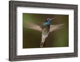 Magnificent Hummingbird (Eugenes Fulgens) Male, Flying, Milpa Alta Forest, Mexico, May-Claudio Contreras Koob-Framed Photographic Print