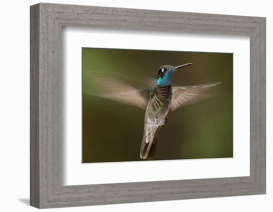 Magnificent Hummingbird (Eugenes Fulgens) Male, Flying, Milpa Alta Forest, Mexico, May-Claudio Contreras Koob-Framed Photographic Print