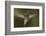 Magnificent Hummingbird (Eugenes Fulgens) Male, Flying, Milpa Alta Forest, Mexico, May-Claudio Contreras Koob-Framed Photographic Print