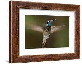 Magnificent Hummingbird (Eugenes Fulgens) Male, Flying, Milpa Alta Forest, Mexico, May-Claudio Contreras Koob-Framed Photographic Print