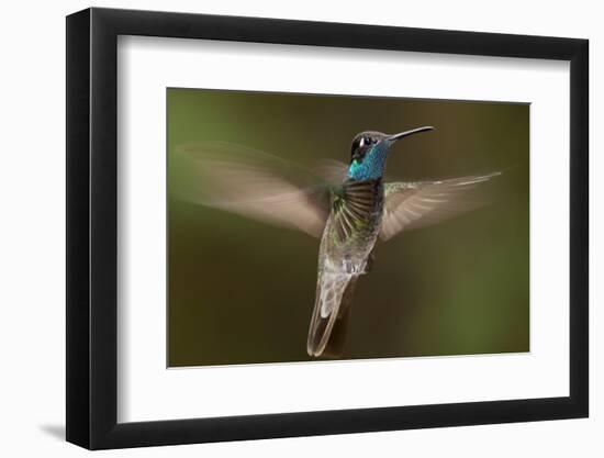 Magnificent Hummingbird (Eugenes Fulgens) Male, Flying, Milpa Alta Forest, Mexico, May-Claudio Contreras Koob-Framed Photographic Print