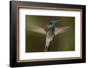 Magnificent Hummingbird (Eugenes Fulgens) Male, Flying, Milpa Alta Forest, Mexico, May-Claudio Contreras Koob-Framed Photographic Print