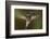 Magnificent Hummingbird (Eugenes Fulgens) Male, Flying, Milpa Alta Forest, Mexico, May-Claudio Contreras Koob-Framed Photographic Print