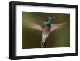 Magnificent Hummingbird (Eugenes Fulgens) Male, Flying, Milpa Alta Forest, Mexico, May-Claudio Contreras Koob-Framed Photographic Print