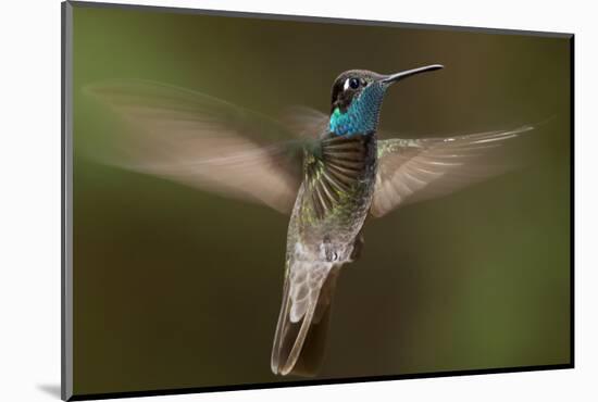 Magnificent Hummingbird (Eugenes Fulgens) Male, Flying, Milpa Alta Forest, Mexico, May-Claudio Contreras Koob-Mounted Photographic Print