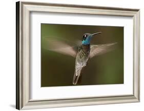 Magnificent Hummingbird (Eugenes Fulgens) Male, Flying, Milpa Alta Forest, Mexico, May-Claudio Contreras Koob-Framed Photographic Print