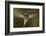 Magnificent Hummingbird (Eugenes Fulgens) Male, Flying, Milpa Alta Forest, Mexico, May-Claudio Contreras Koob-Framed Photographic Print