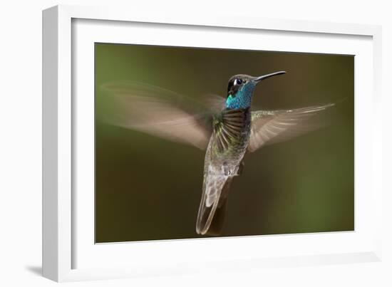 Magnificent Hummingbird (Eugenes Fulgens) Male, Flying, Milpa Alta Forest, Mexico, May-Claudio Contreras Koob-Framed Photographic Print