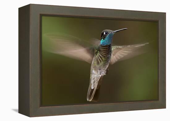 Magnificent Hummingbird (Eugenes Fulgens) Male, Flying, Milpa Alta Forest, Mexico, May-Claudio Contreras Koob-Framed Premier Image Canvas