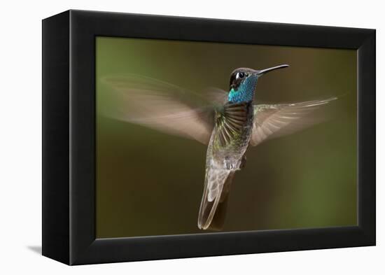 Magnificent Hummingbird (Eugenes Fulgens) Male, Flying, Milpa Alta Forest, Mexico, May-Claudio Contreras Koob-Framed Premier Image Canvas
