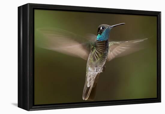 Magnificent Hummingbird (Eugenes Fulgens) Male, Flying, Milpa Alta Forest, Mexico, May-Claudio Contreras Koob-Framed Premier Image Canvas