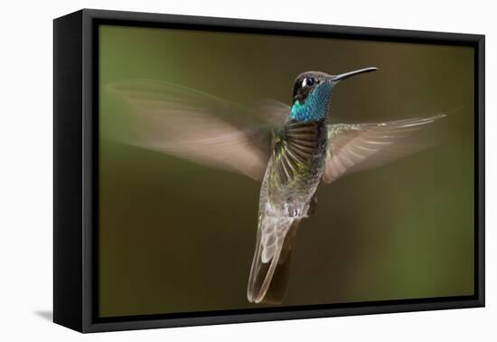 Magnificent Hummingbird (Eugenes Fulgens) Male, Flying, Milpa Alta Forest, Mexico, May-Claudio Contreras Koob-Framed Premier Image Canvas