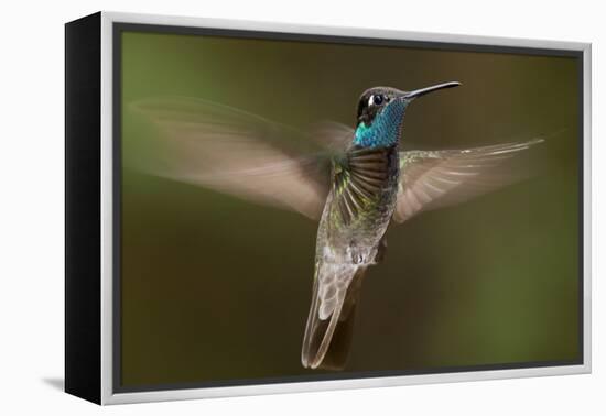 Magnificent Hummingbird (Eugenes Fulgens) Male, Flying, Milpa Alta Forest, Mexico, May-Claudio Contreras Koob-Framed Premier Image Canvas