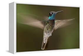Magnificent Hummingbird (Eugenes Fulgens) Male, Flying, Milpa Alta Forest, Mexico, May-Claudio Contreras Koob-Framed Premier Image Canvas