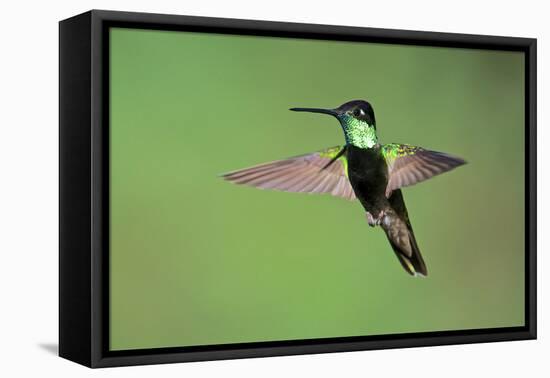 Magnificent Hummingbird in Flight-Richard Wright-Framed Premier Image Canvas