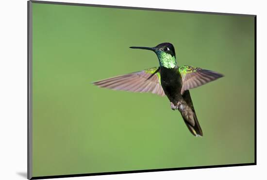 Magnificent Hummingbird in Flight-Richard Wright-Mounted Photographic Print