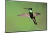 Magnificent Hummingbird in Flight-Richard Wright-Mounted Photographic Print