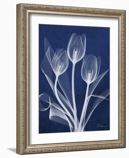 Magnificent Indigo Tulips-Albert Koetsier-Framed Art Print