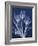 Magnificent Indigo Tulips-Albert Koetsier-Framed Art Print