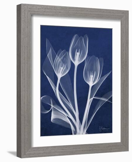 Magnificent Indigo Tulips-Albert Koetsier-Framed Art Print