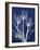 Magnificent Indigo Tulips-Albert Koetsier-Framed Art Print